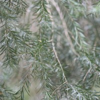 Melaleuca linearifolia (Link) Craven